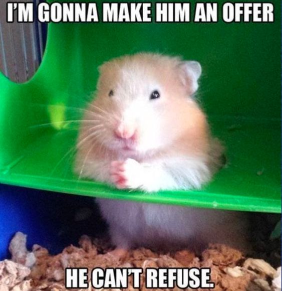 Hamster Memes